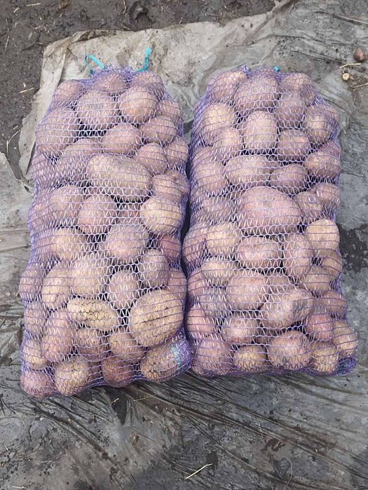Продам велику картоплю