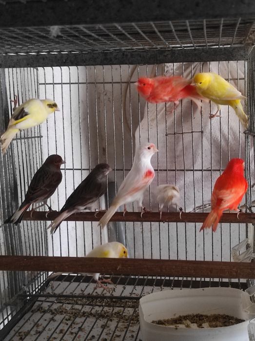 Canários viárias raças