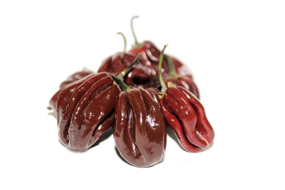 10 Sementes Pimenta Habanero Chocolate
