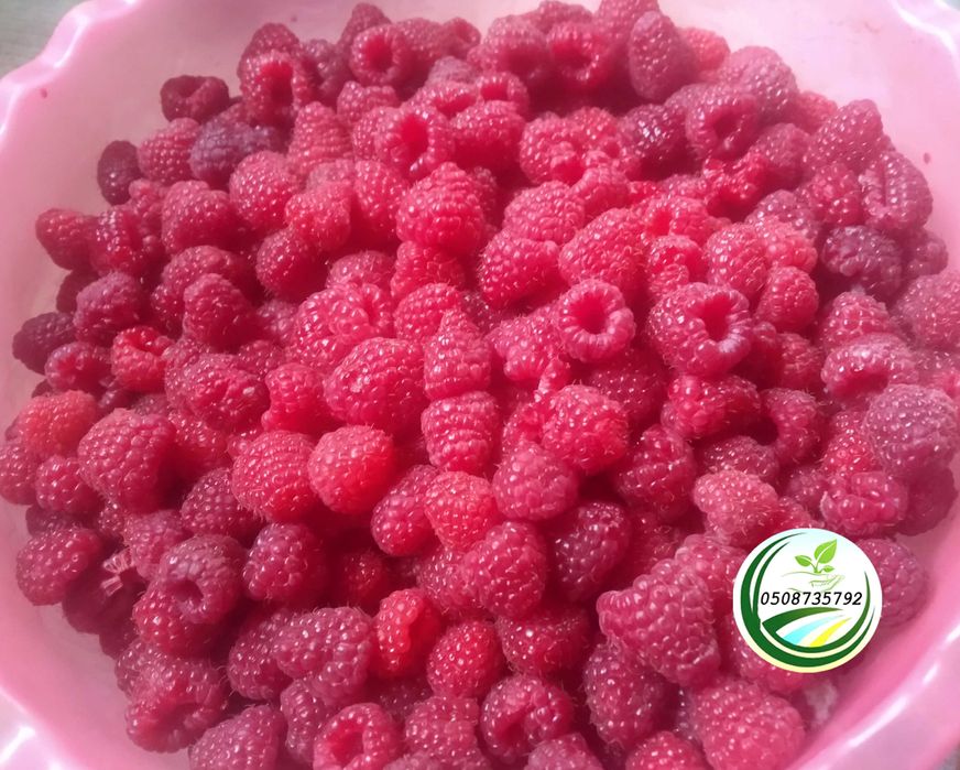 Саджанці малини  raspberry tree (ремонтантна) малина червона