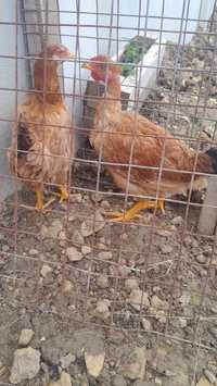 Casal de frangos para venda 7,50€