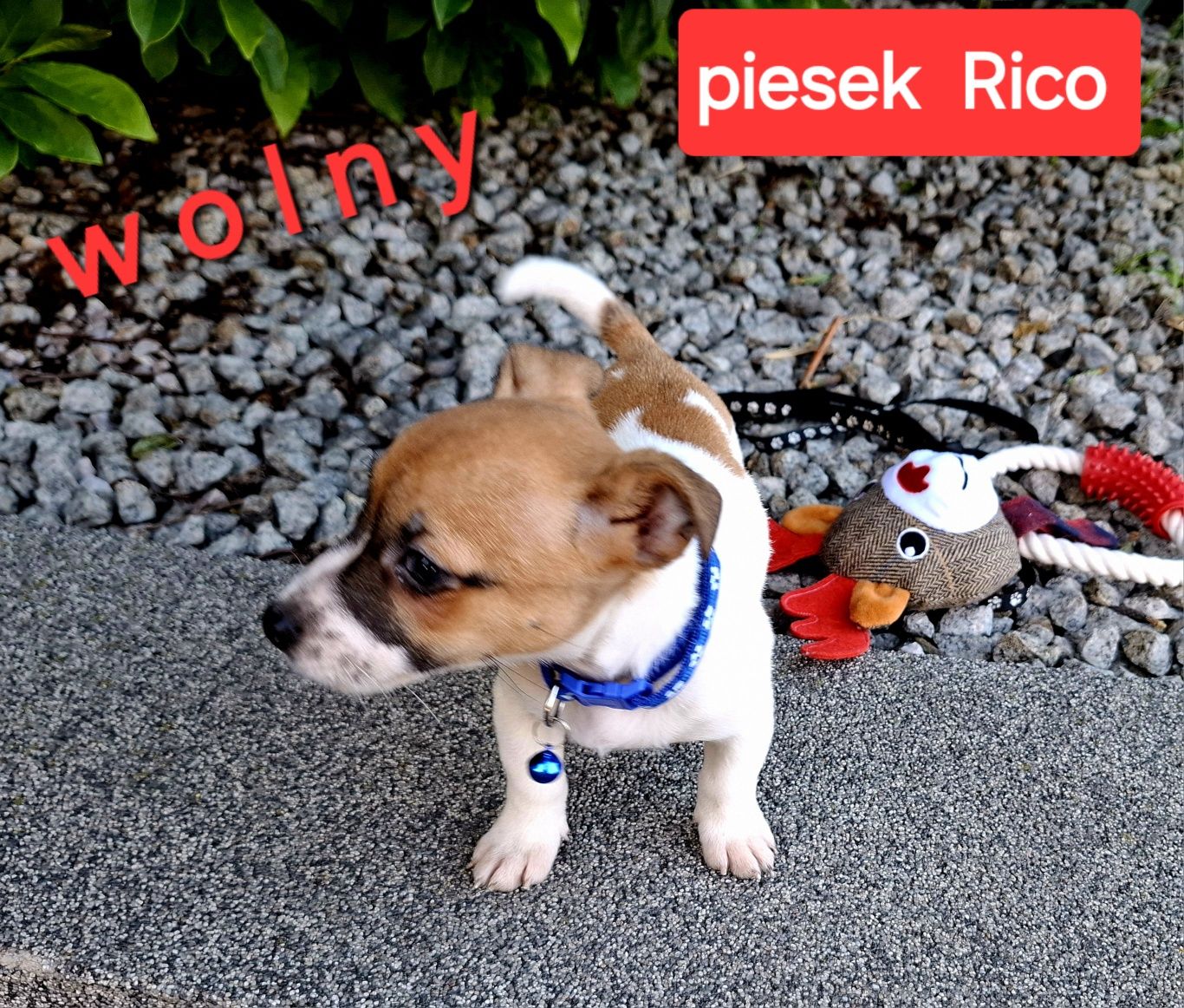 Maluśki !!! GŁADKOWŁOSY krótkie nóżki RODZICE W HODOWLI do odbioru