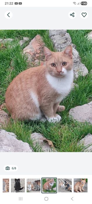 Отдам даром в добрые руки рыже-белых котят