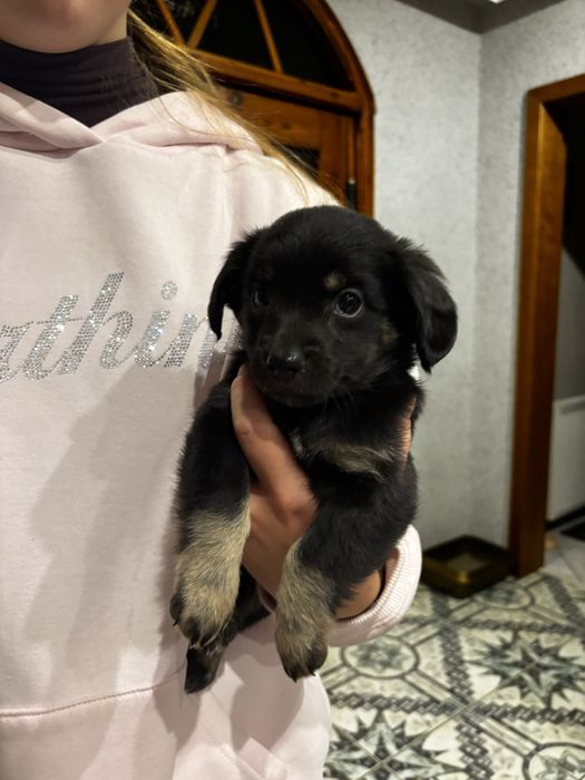 Oddam Śliczne pieski