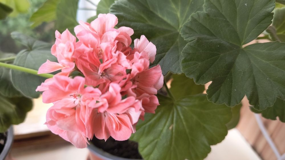 Пеларгонія сортова Beverly Park