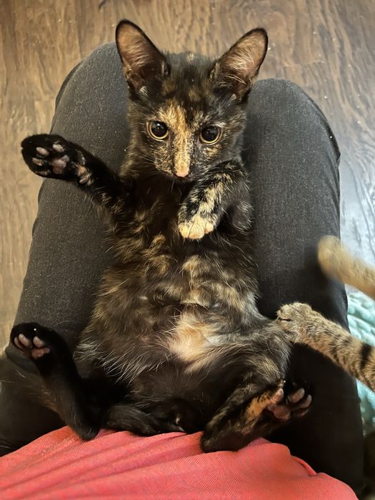 Małe kotki do adocji