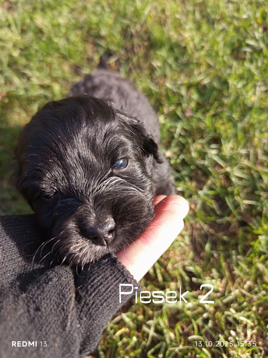 Oddam szczeniaki rasy Cocker spaniel