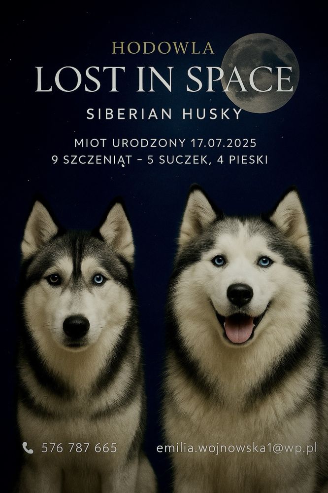 Śliczna dziewczynka Siberian Husky