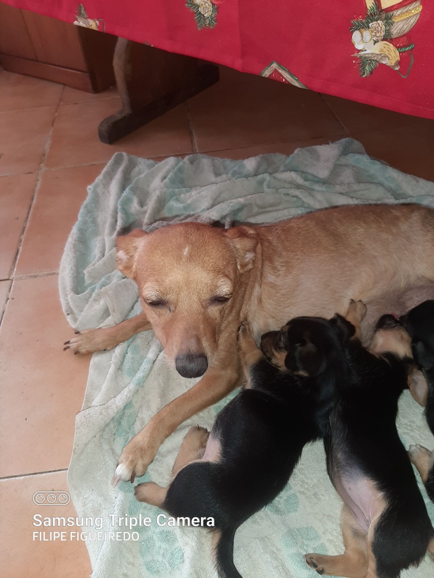 Cães bebés arrasados de pincher