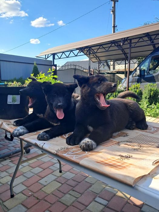 Американська Акіта