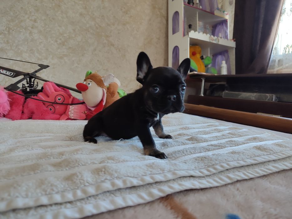 шикардосики на продажу двухмесячные