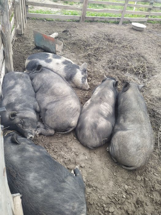 В'єтнамські та корейські поросята