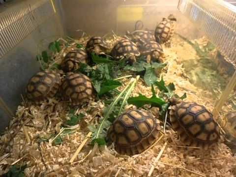 Сухопутні черепахи Гофер (шпороносні)