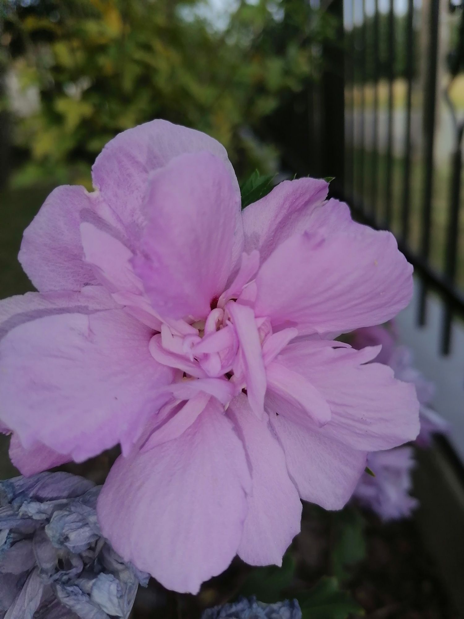 Hibiskus ketmia syryjska