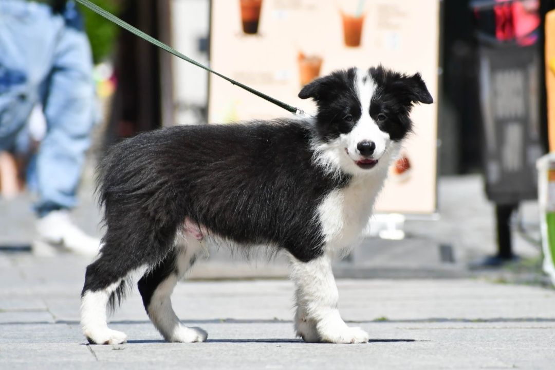 Cudowny piesek Border Collie ZKwP FCI