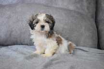 Shihtzu pequeno excelente qualidade