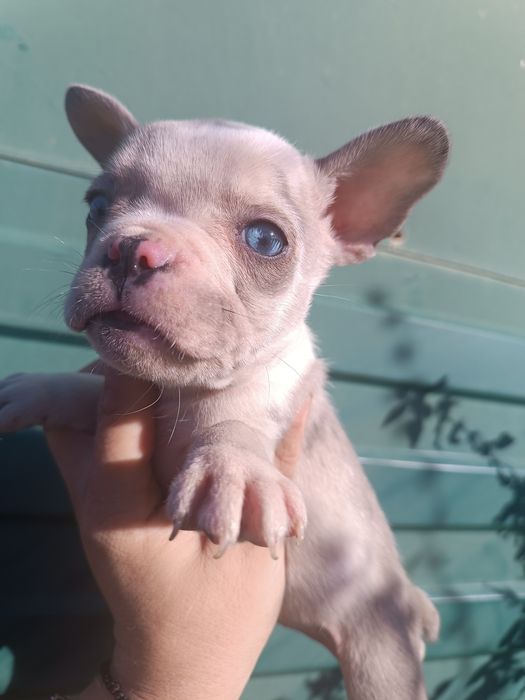 Різних розкрасів, різних цін, різної статі, чистокровні французики