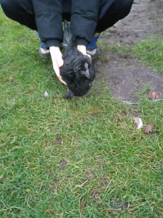 Sprzedam młode koguty mix