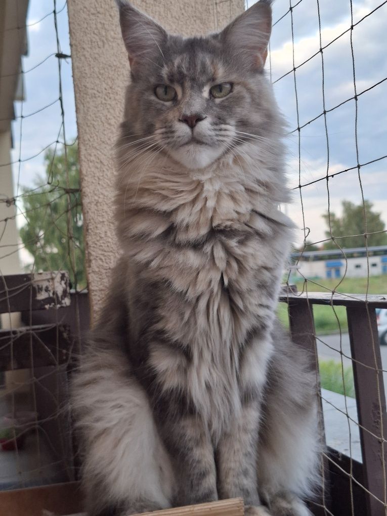 Sprzedam śliczną kotkę Maine Coon