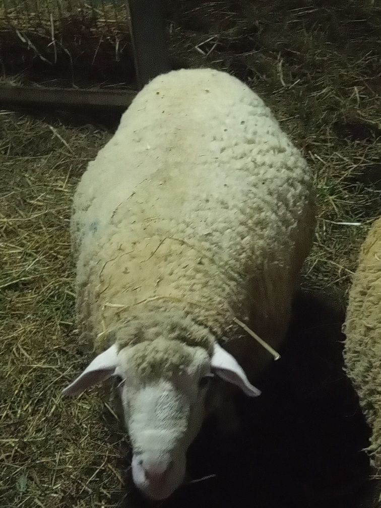 Ovelhas e carneiro