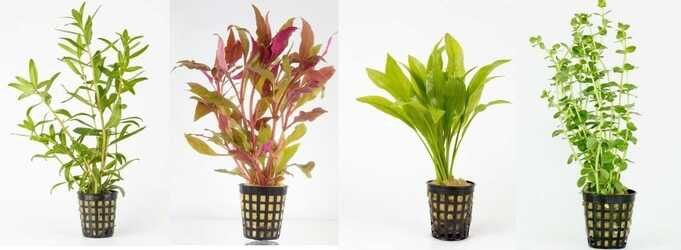 Rośliny koszykowe do akwarium 5 sztuk