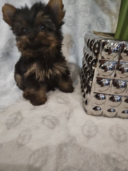 Sunia york z Rodowodem do odbioru