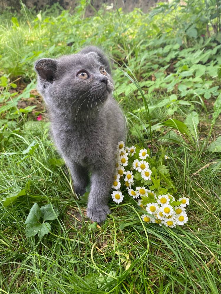 Кошенята британці