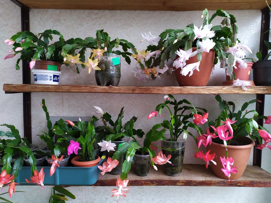 Різдвяники (10 кольрів 300 грн), рождественник, зигокактус, рипсалидоп