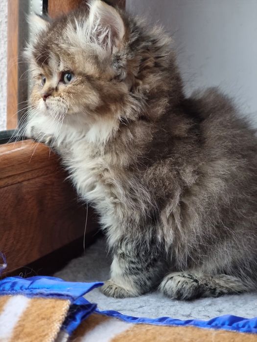 Kotek kotki Brytyjski Długowłosy