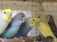 Волнистые попугаи Неразлучники