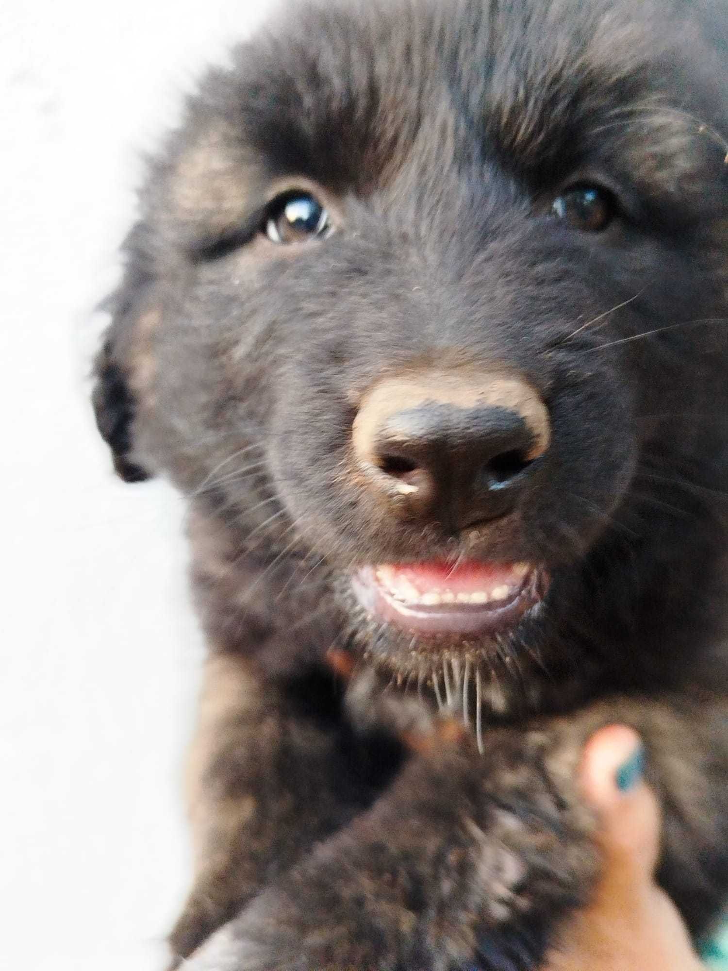 Cachorro Serra da Estrela