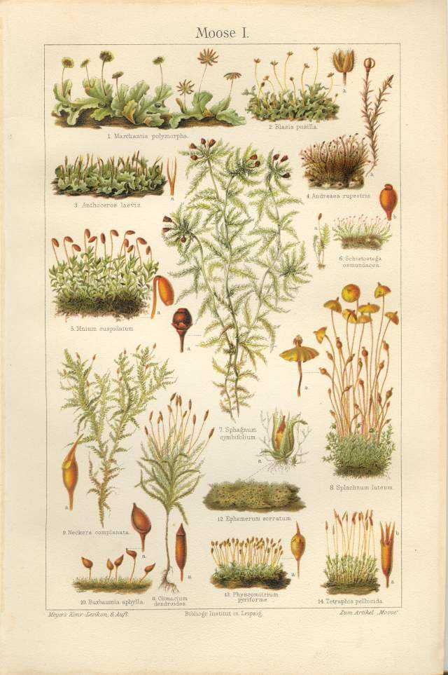 Zielnik - Kwiaty  oryginalne XIX w. grafiki do wystroju wnętrza