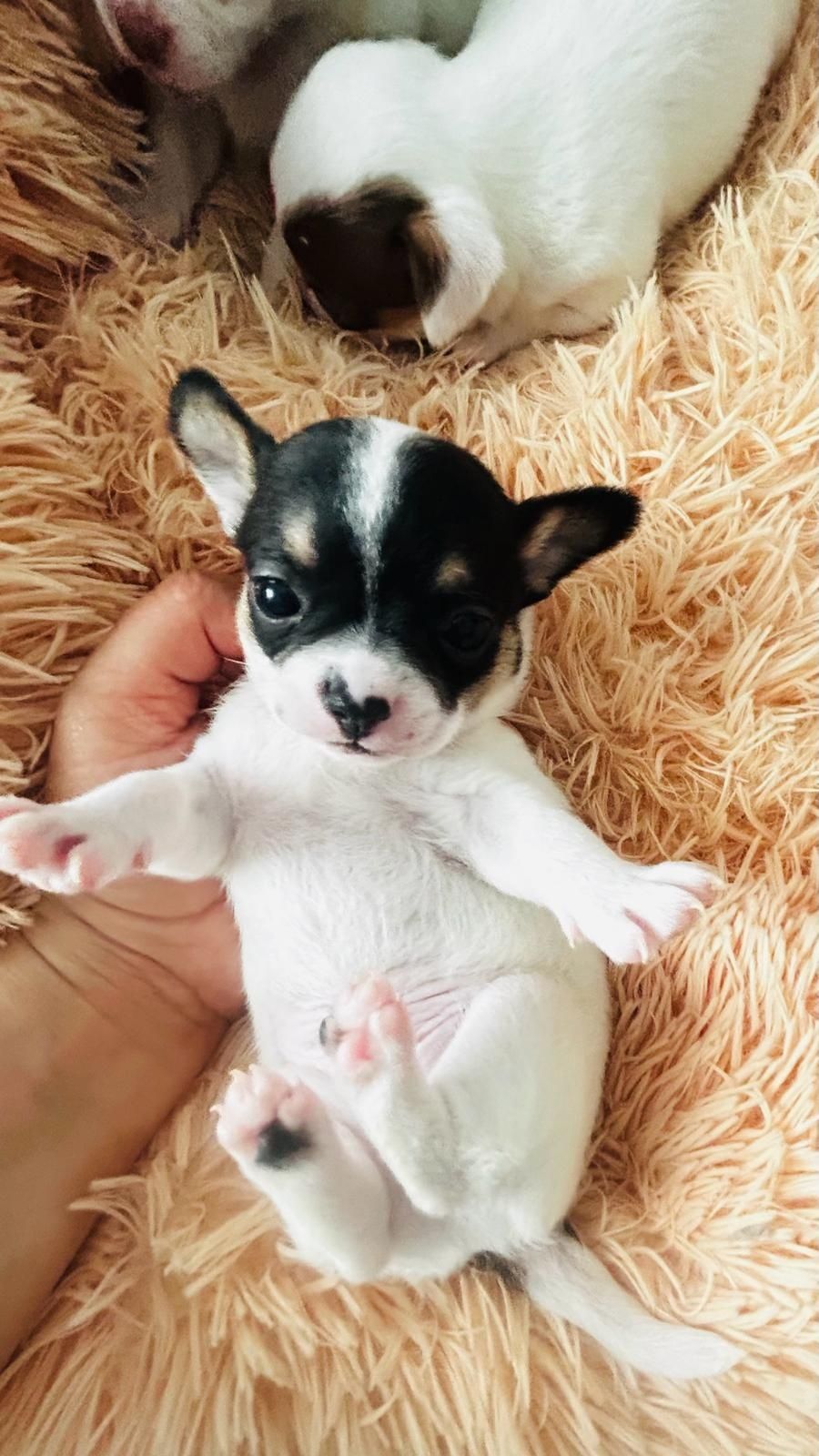 Chihuahua macho tricolor