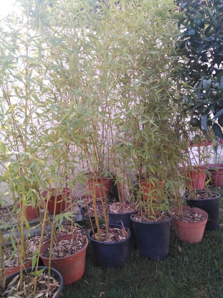 plantas de bambus naturais