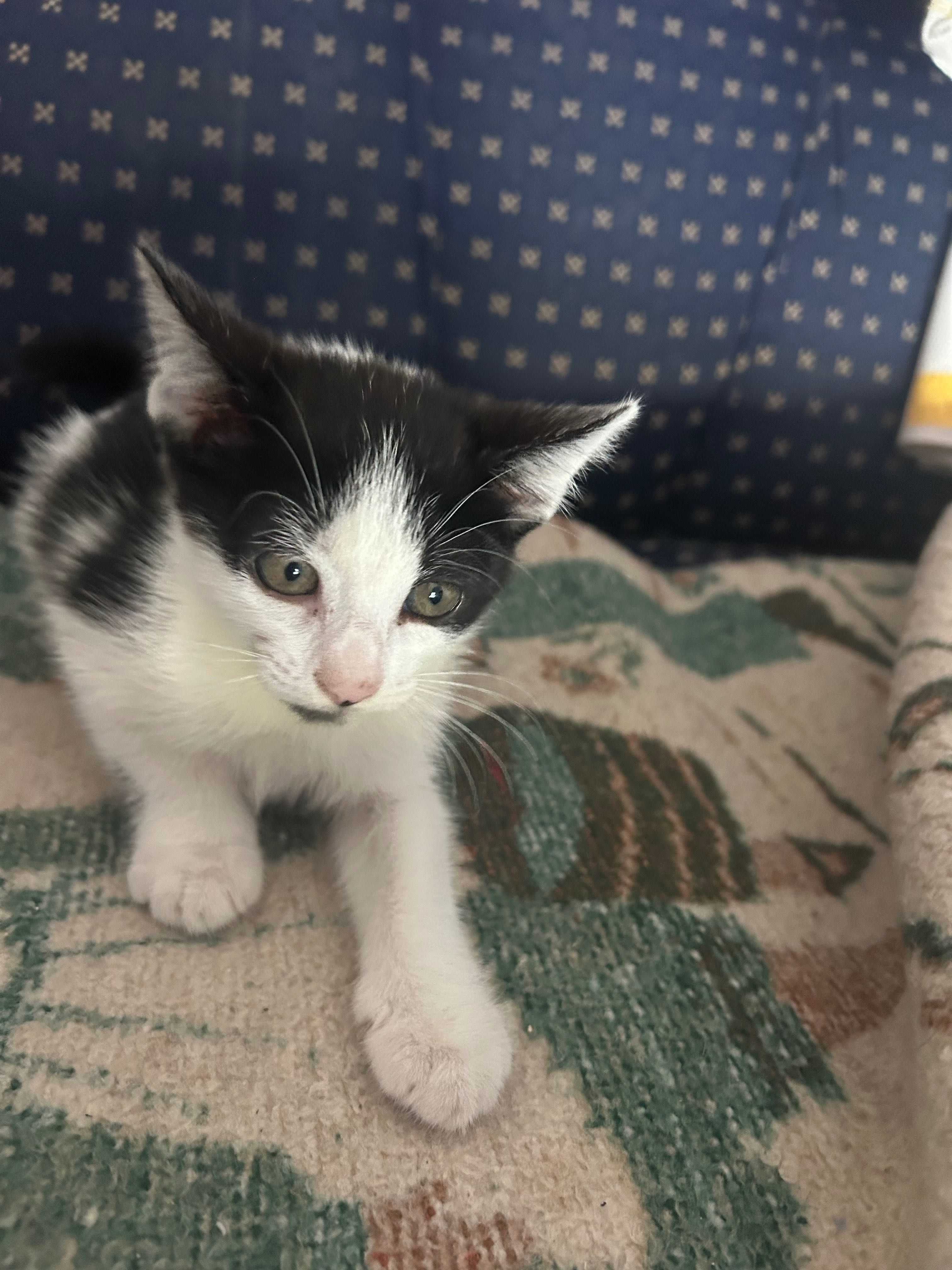 Gata para adoção