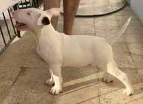 Bull Terrier Disponível