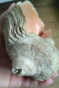 Раковина морская ракушка старая окаменелость старинная в коллекцию