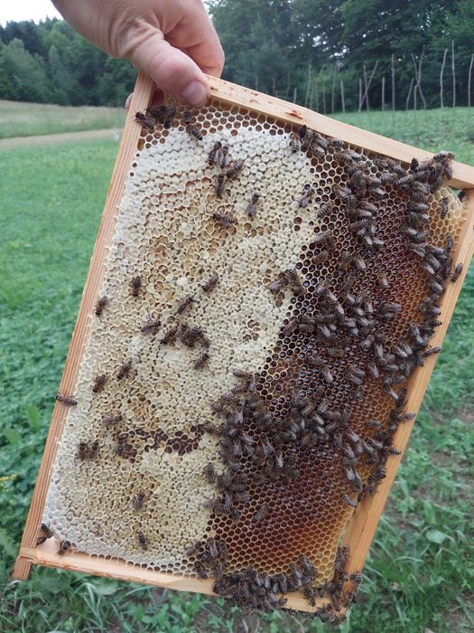 Miód spadziowy, pszczoły, pasieka, ul, ule