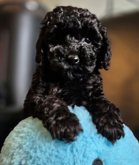 Pudel miniaturowy piesek