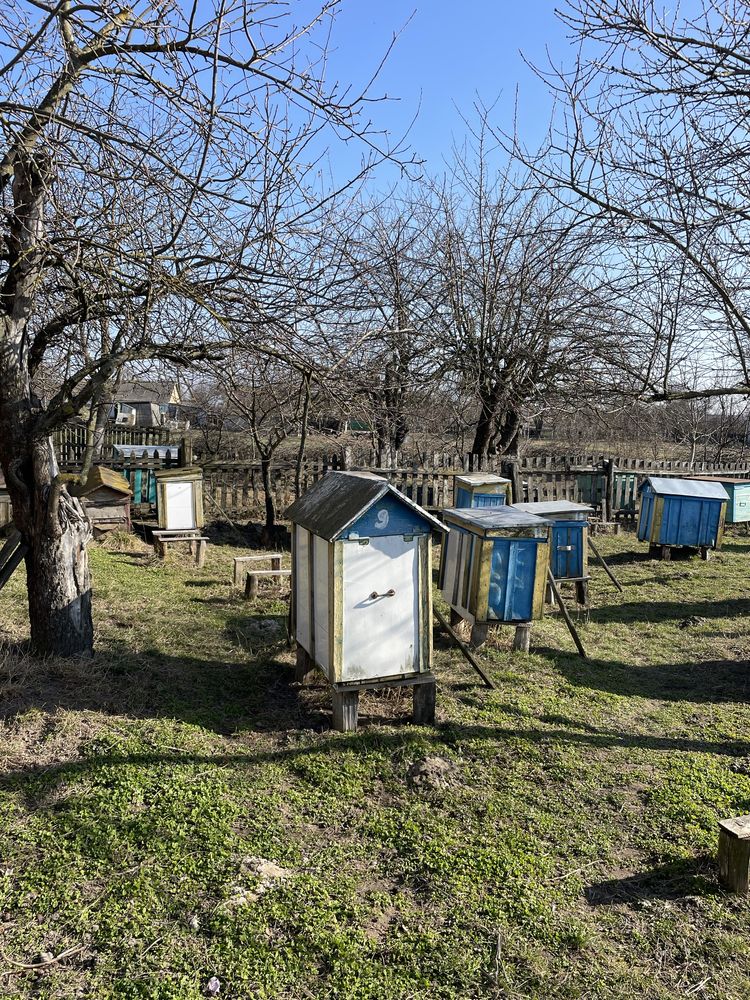 Вулики і бджоли