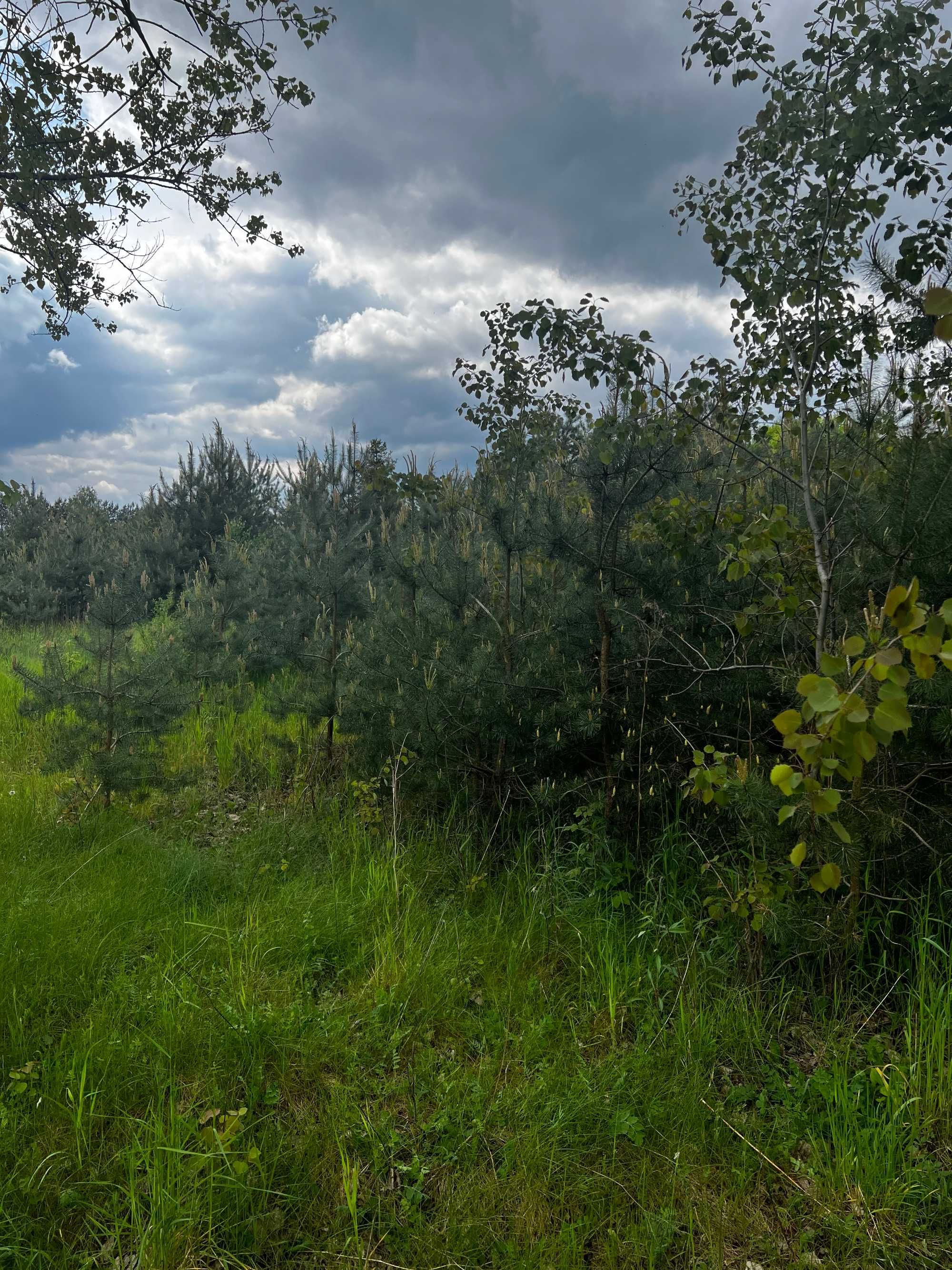 Drewno gałęzie na opał oddam gratis