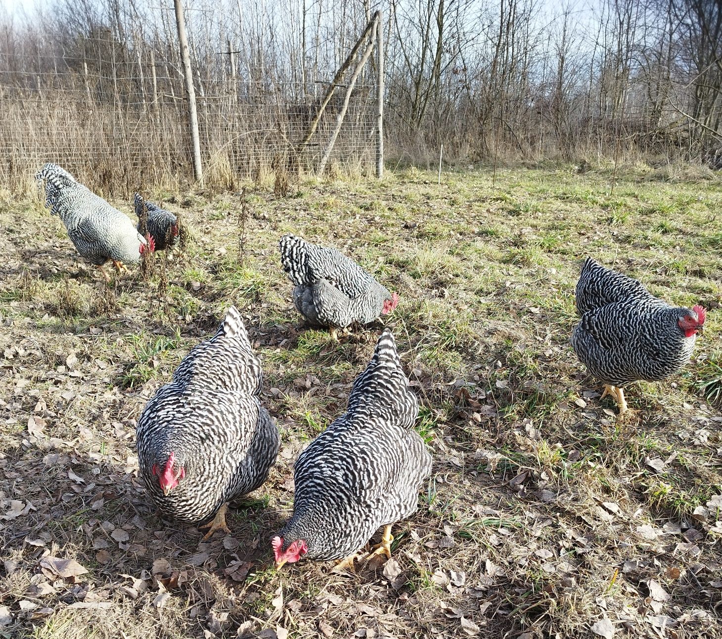 Amrock - jaja lęgowe.
