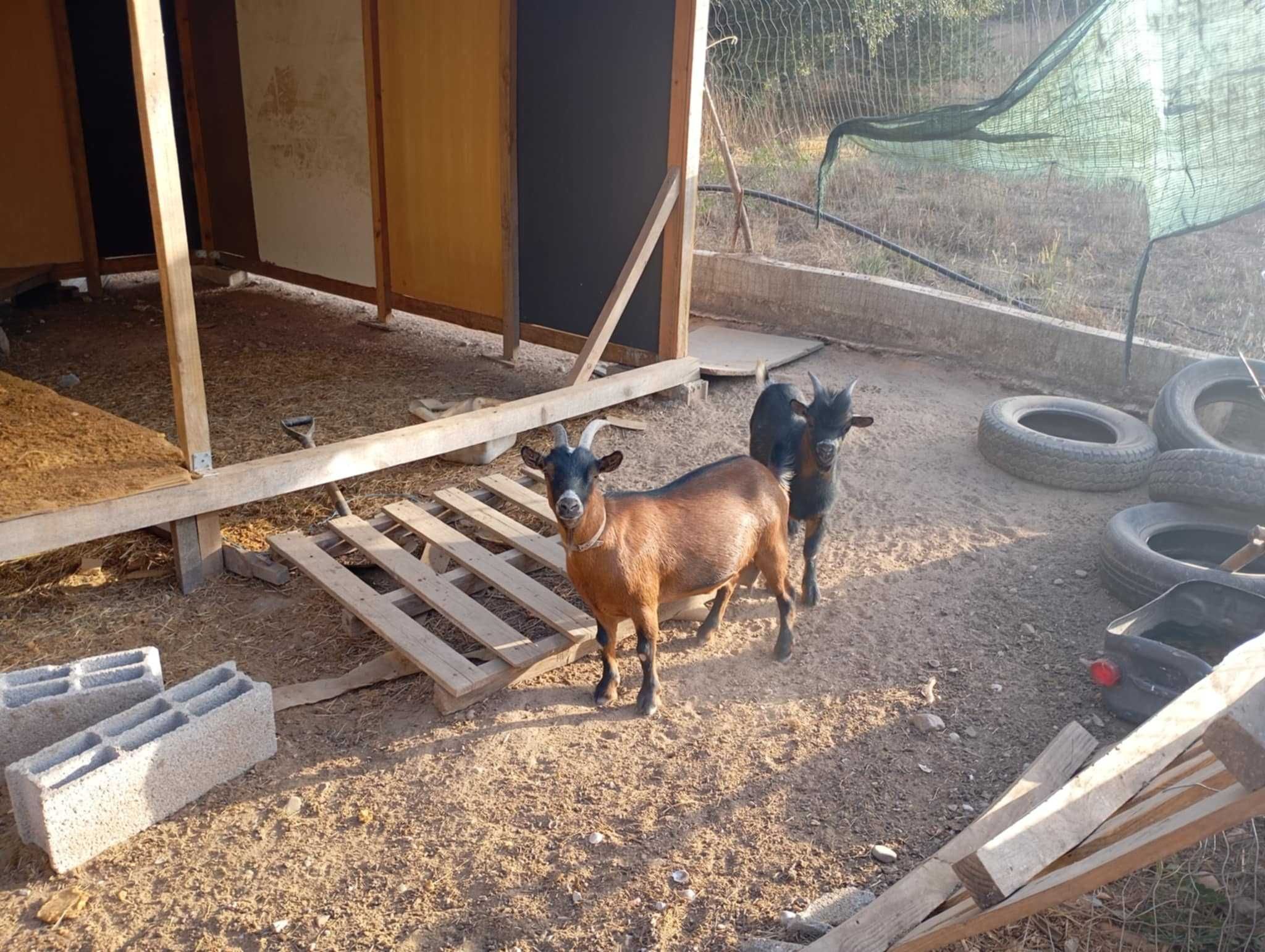 Cabra anã Casal e Cabrito