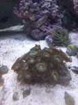 Zoa Parazoanthus Orange Fairy Dust Zoanthus  akwarium morskie