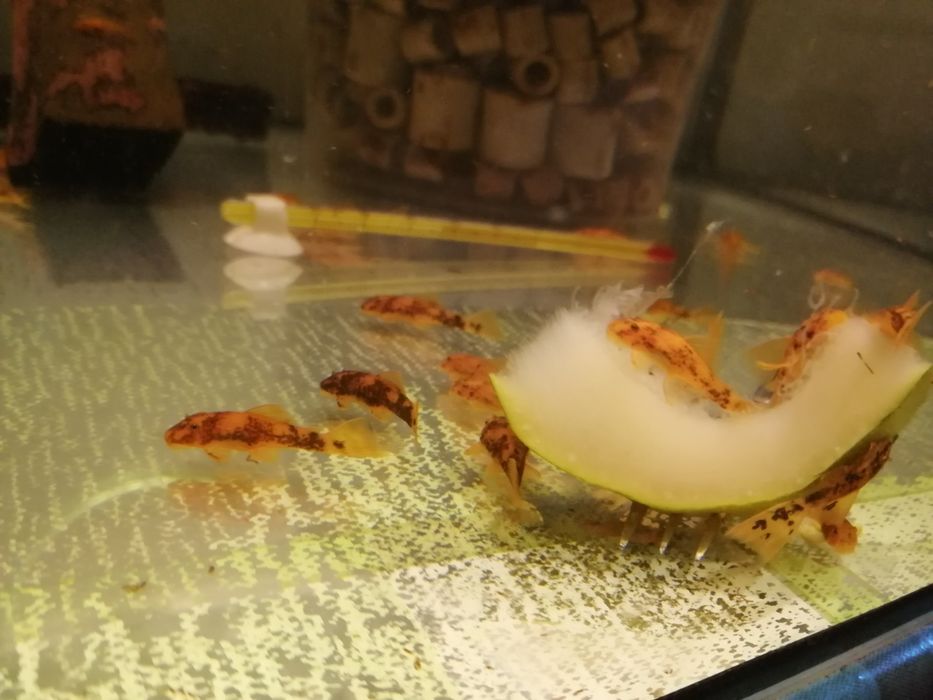 Ancistrus Sp. CALICO tzw LDA 16 zbrojnik glonojad