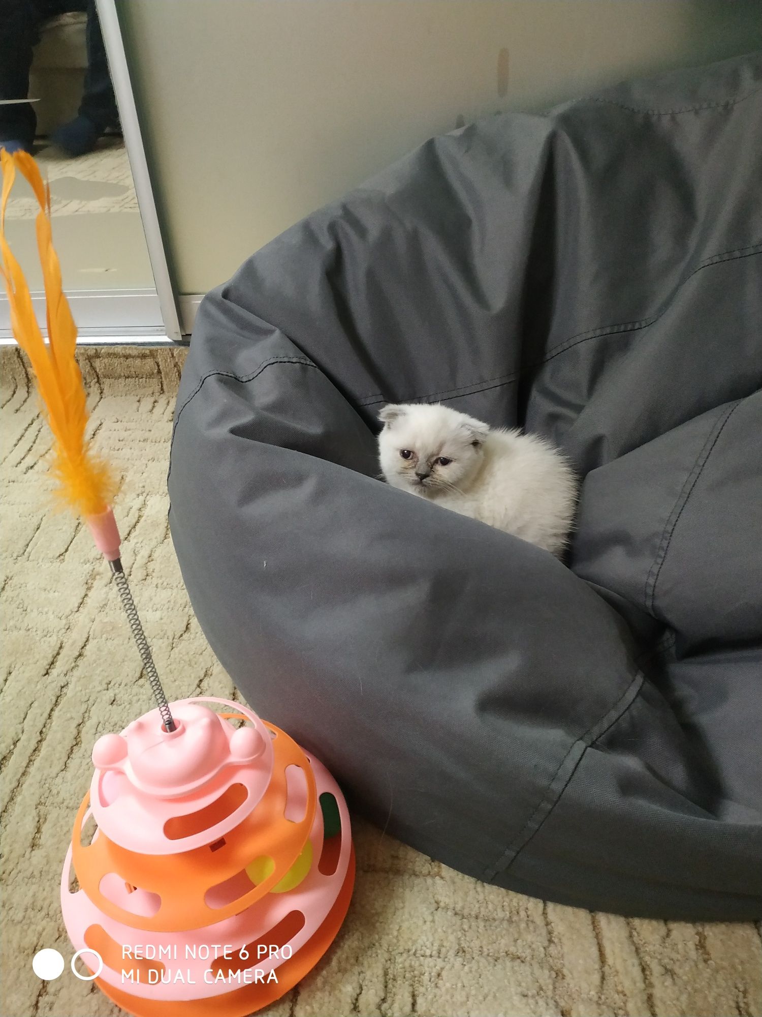 Девочка скоттиш фолд