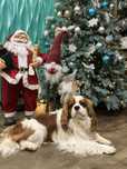 cavalier king charles spaniel кабель для вʼязки