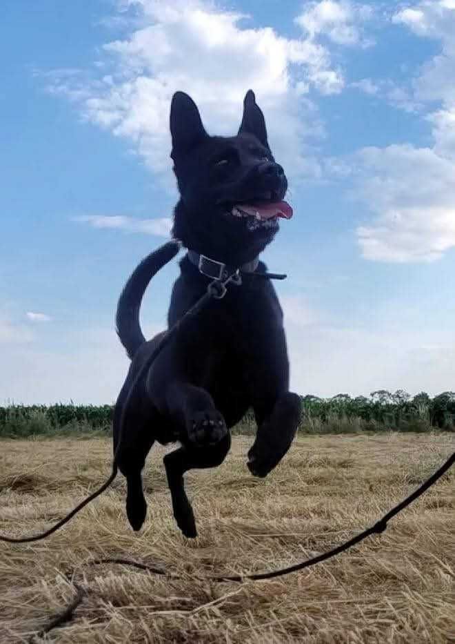Marvel - piękny, łagodny pies ADOPCJA