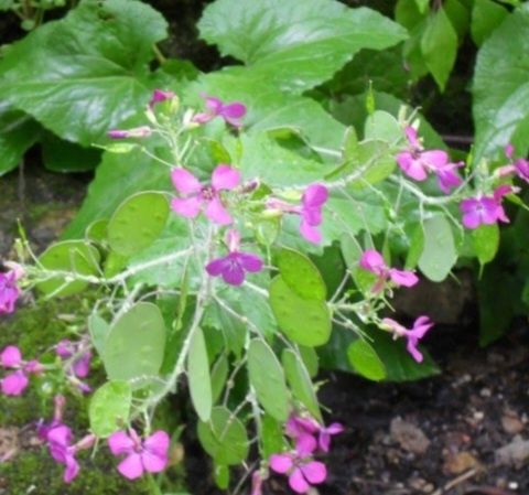 Plantas, Árvores fruto , Cogumelos silvestres e...