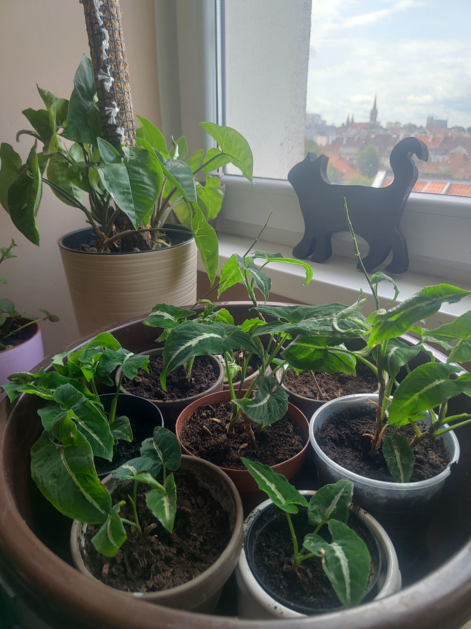 Syngonium wendlandii